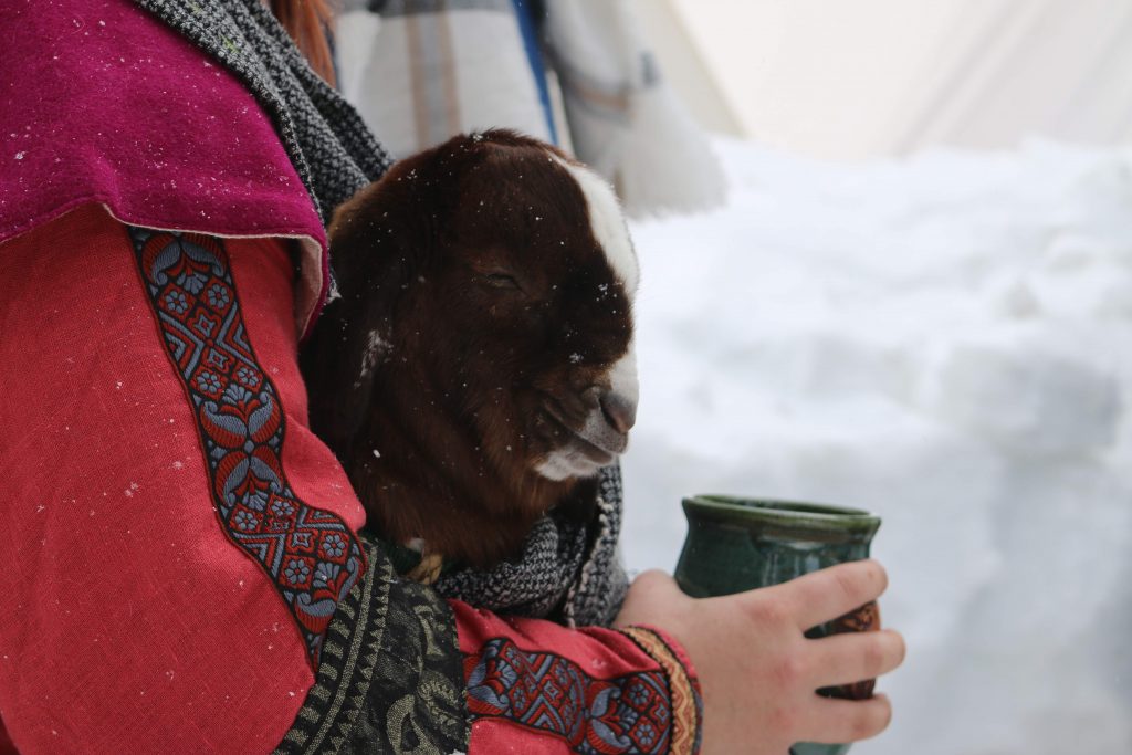 A picture of a warm goat, by Harrison Dreeves